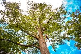 Best Arborist Consultation Services  in Verdi, NV