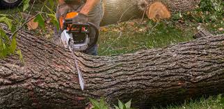 Professional Tree Care in Verdi, NV