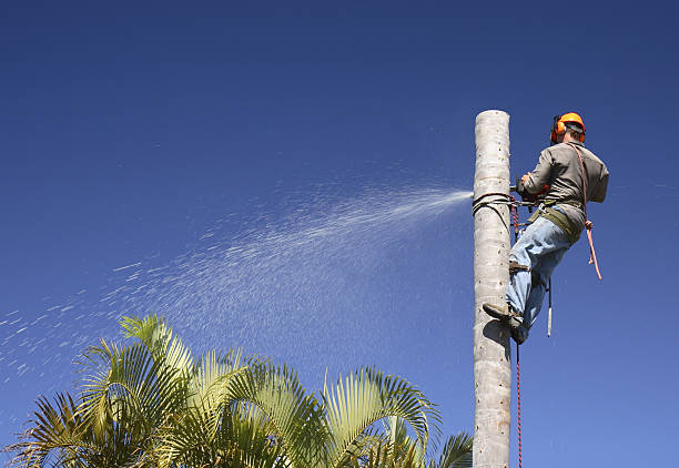 Best Tree Disease Treatment  in Verdi, NV