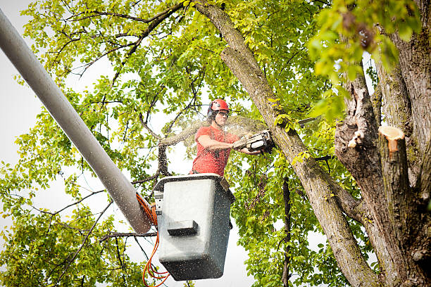 Best Tree Disease Treatment  in Verdi, NV